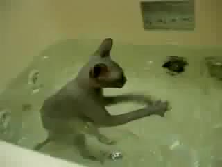 kitty in the bathroom. plop plop. plop)))