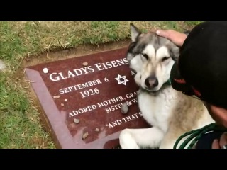 dog crying at owner's grave
