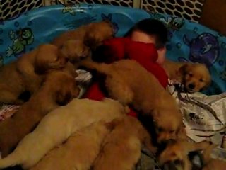 teen boy drowning in puppies